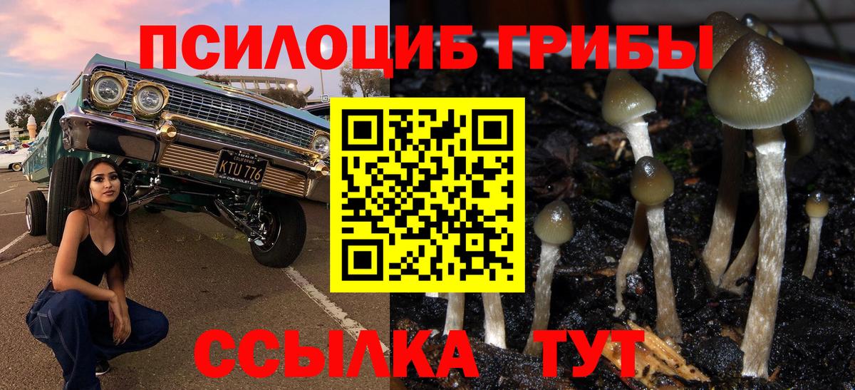 Галлюциногенные грибы Psilocybe Электрогорск